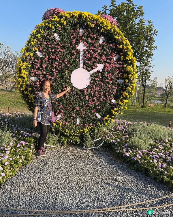 去欣賞菊花展上大陸，我覺得非常靚