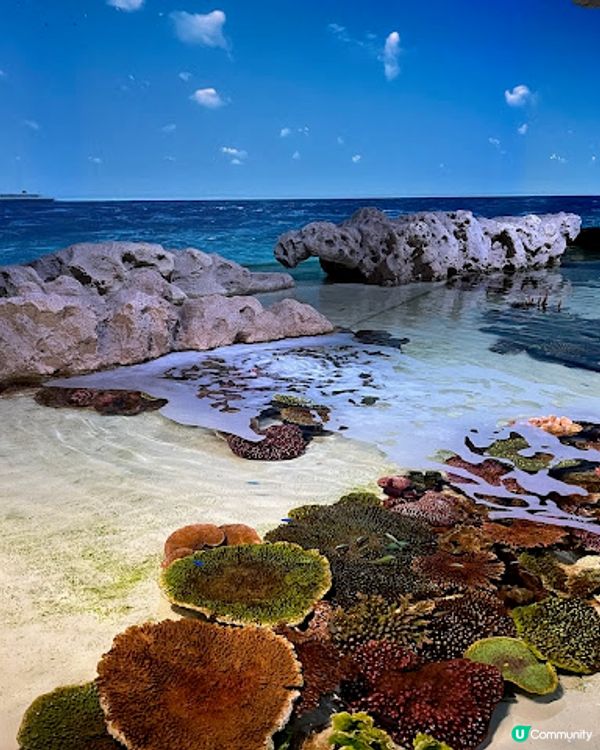 沖繩親子遊 | 2025年3月(更新) DMM Kariyushi水族館 x 全新體驗 x 親親迷你豬 - 網上買飛低至$62蚊起