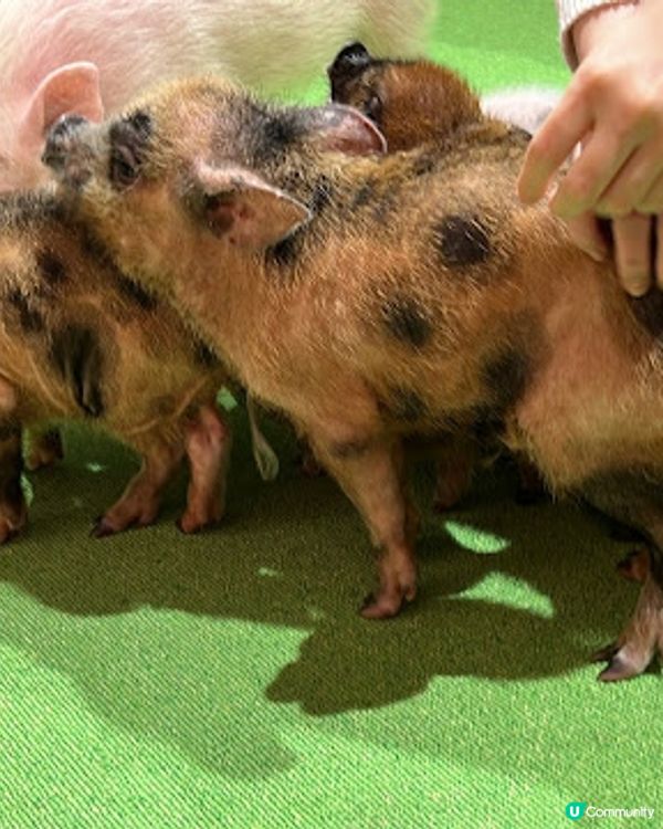 沖繩親子遊 | 2025年3月(更新) DMM Kariyushi水族館 x 全新體驗 x 親親迷你豬 - 網上買飛低至$62蚊起