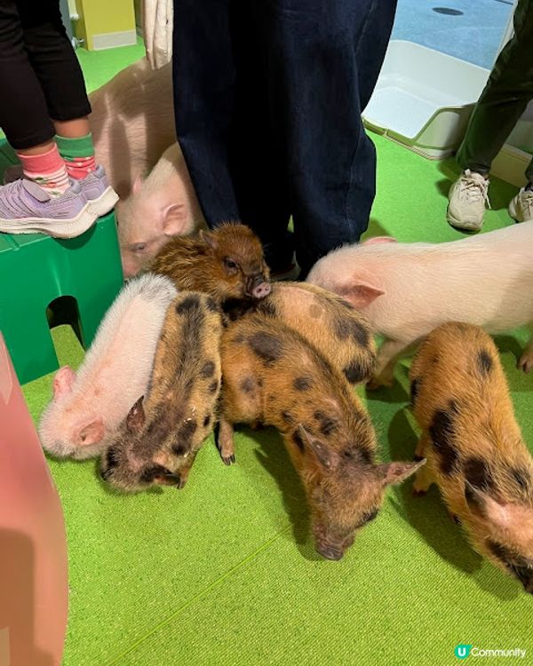 沖繩親子遊 | 2025年3月(更新) DMM Kariyushi水族館 x 全新體驗 x 親親迷你豬 - 網上買飛低至$62蚊起