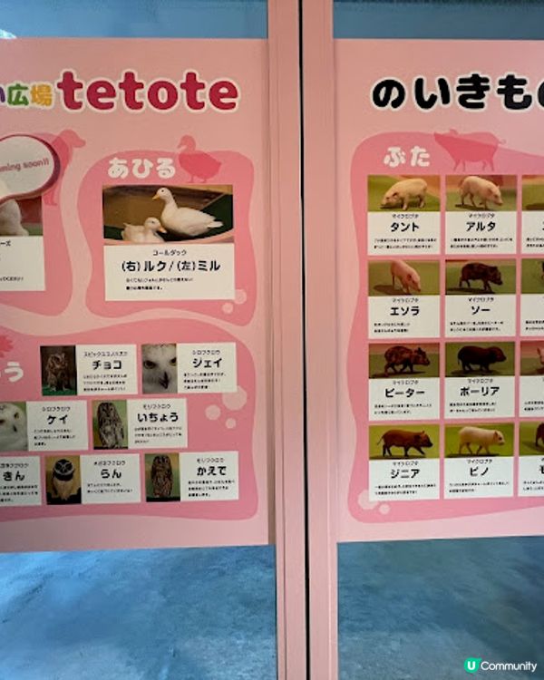 沖繩親子遊 | 2025年3月(更新) DMM Kariyushi水族館 x 全新體驗 x 親親迷你豬 - 網上買飛低至$62蚊起