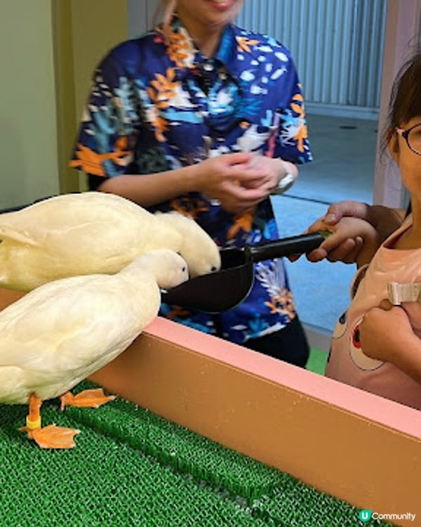 沖繩親子遊 | 2025年3月(更新) DMM Kariyushi水族館 x 全新體驗 x 親親迷你豬 - 網上買飛低至$62蚊起