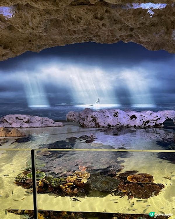 沖繩親子遊 | 2025年3月(更新) DMM Kariyushi水族館 x 全新體驗 x 親親迷你豬 - 網上買飛低至$62蚊起