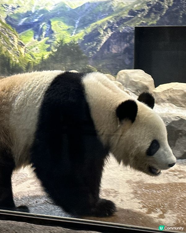 🇯🇵東京上野輕輕鬆鬆一日遊建議？🐼
