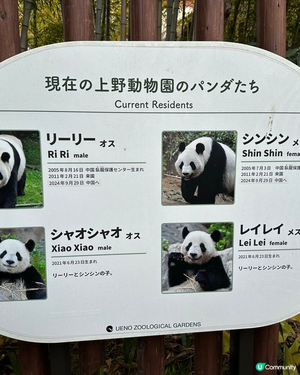 🇯🇵東京上野輕輕鬆鬆一日遊建議？🐼