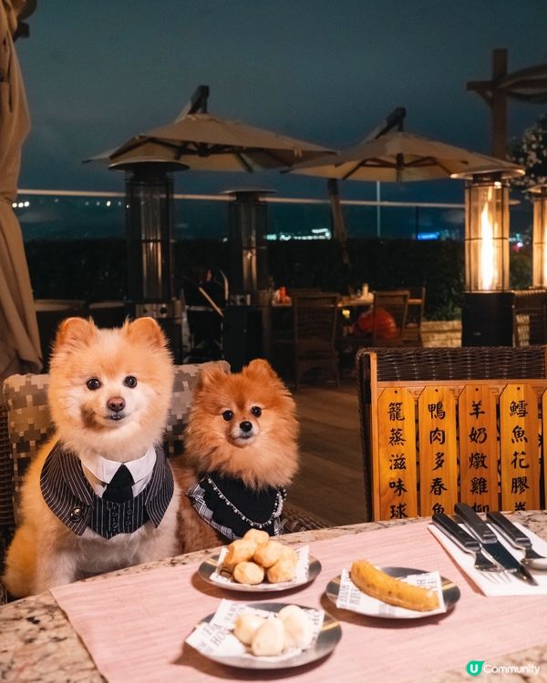 同狗狗一齊食buffet你地試過未呀？4月日式主題｢春祭り｣
