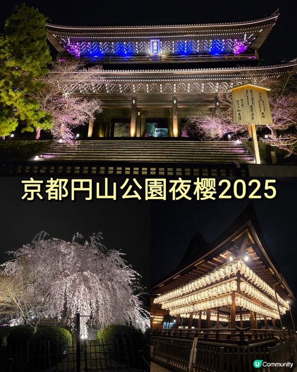 🌸京都圓山公園夜櫻 2025🌸超美枝垂樱