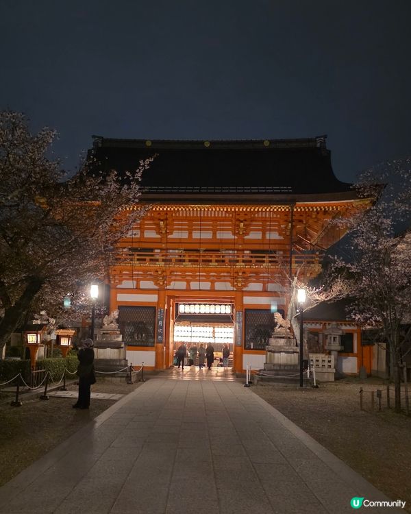 🌸京都圓山公園夜櫻 2025🌸超美枝垂樱