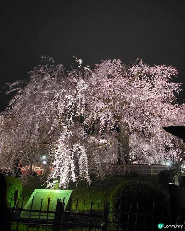 🌸京都圓山公園夜櫻 2025🌸超美枝垂樱