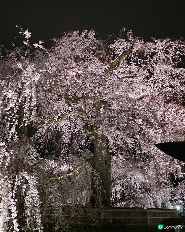 🌸京都圓山公園夜櫻 2025🌸超美枝垂樱