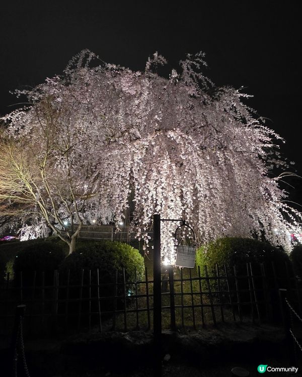 🌸京都圓山公園夜櫻 2025🌸超美枝垂樱