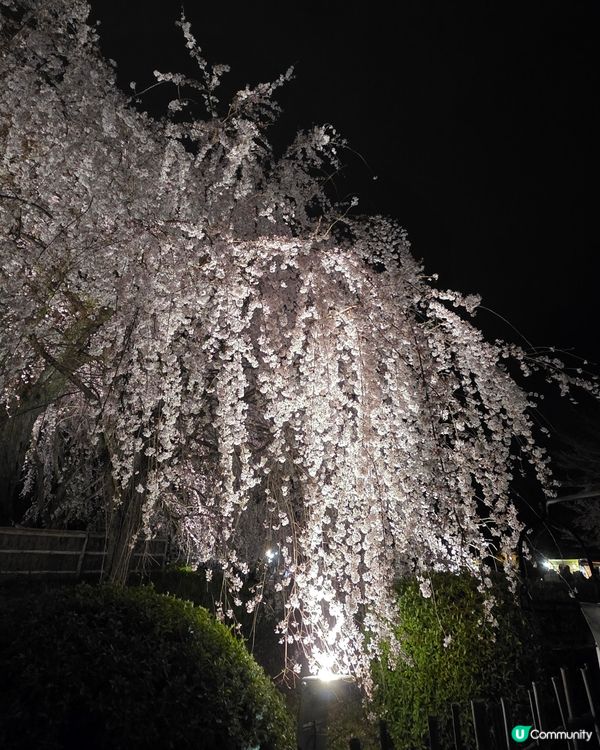 🌸京都圓山公園夜櫻 2025🌸超美枝垂樱