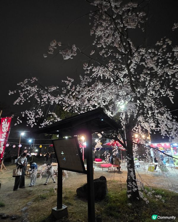 🌸京都圓山公園夜櫻 2025🌸超美枝垂樱