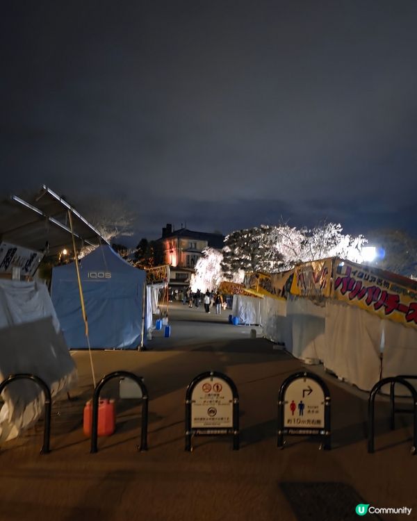 🌸京都圓山公園夜櫻 2025🌸超美枝垂樱