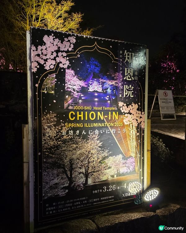 🌸京都圓山公園夜櫻 2025🌸超美枝垂樱