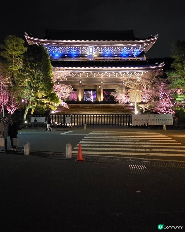🌸京都圓山公園夜櫻 2025🌸超美枝垂樱