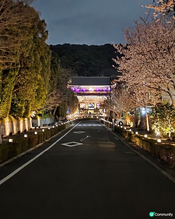 🌸京都圓山公園夜櫻 2025🌸超美枝垂樱