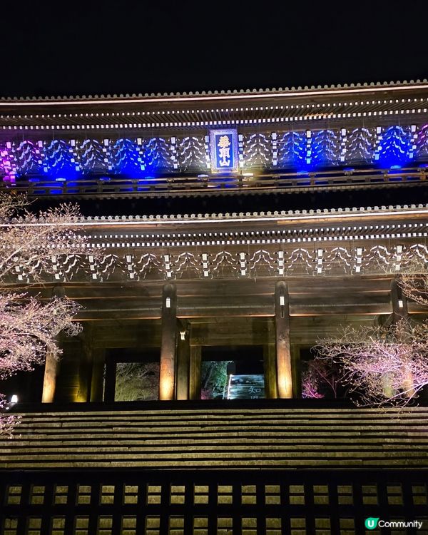 🌸京都圓山公園夜櫻 2025🌸超美枝垂樱