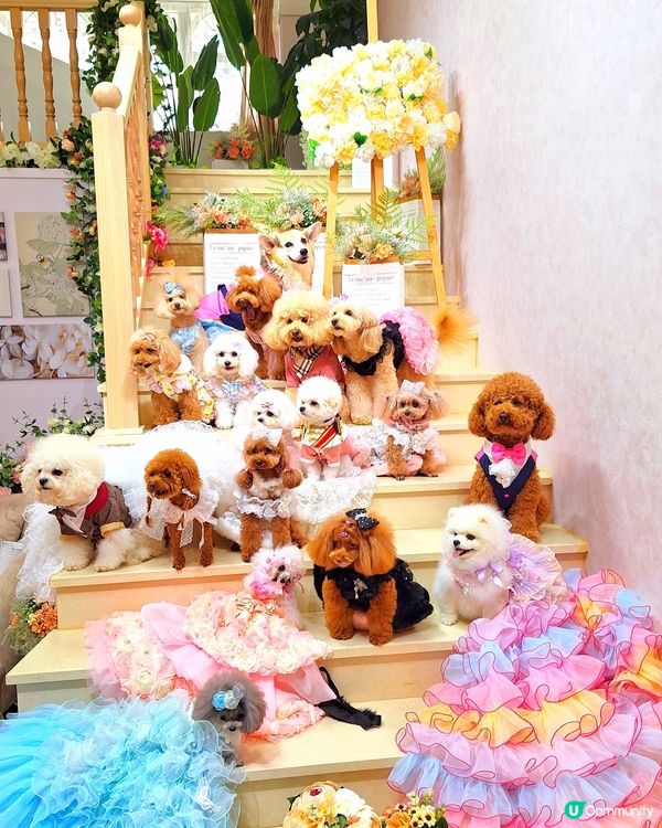 ## 法式城堡婚禮夢 🏰✨  
## 夢幻法式婚禮場地 