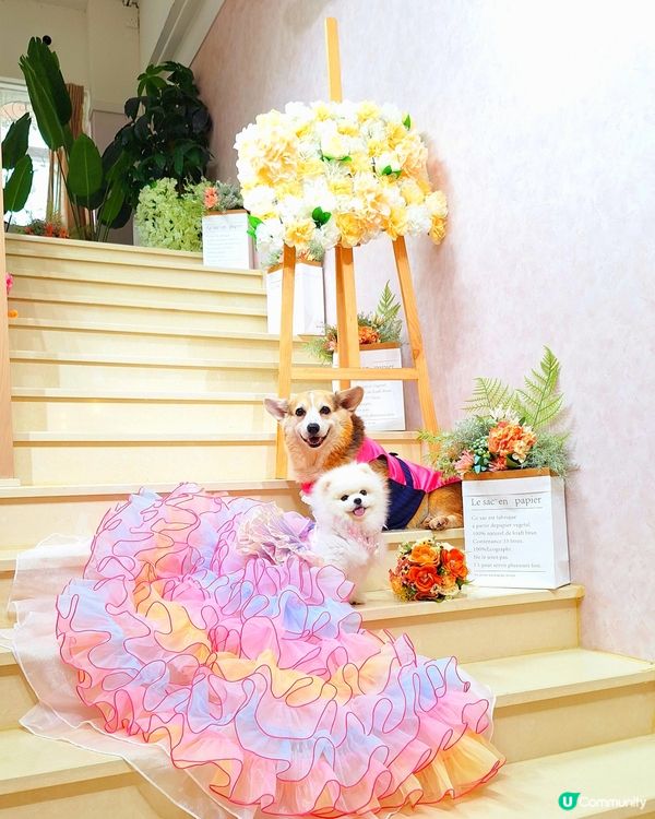 ## 法式城堡婚禮夢 🏰✨  
## 夢幻法式婚禮場地 