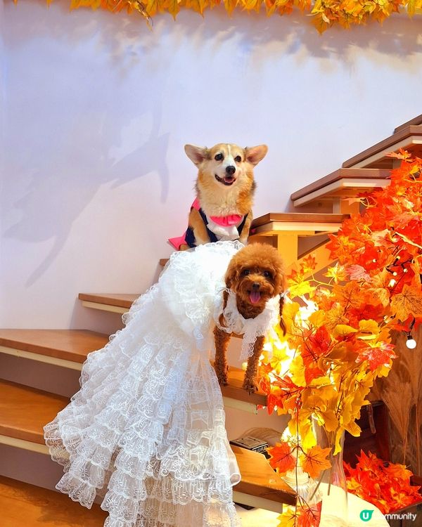 ## 法式城堡婚禮夢 🏰✨  
## 夢幻法式婚禮場地 