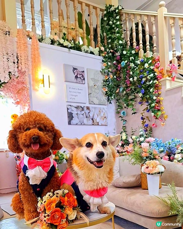 ## 法式城堡婚禮夢 🏰✨  
## 夢幻法式婚禮場地 