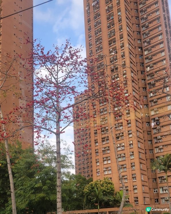 城中木棉花  #打卡