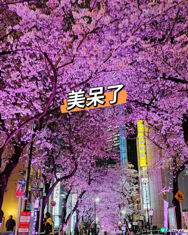 🌸我愛花花🌸之涉谷櫻丘💮櫻花坂道💮