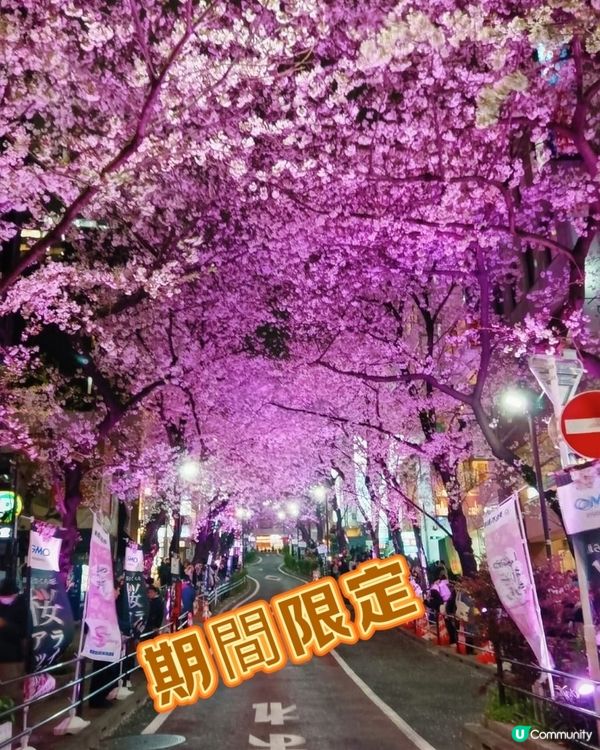 🌸我愛花花🌸之涉谷櫻丘💮櫻花坂道💮