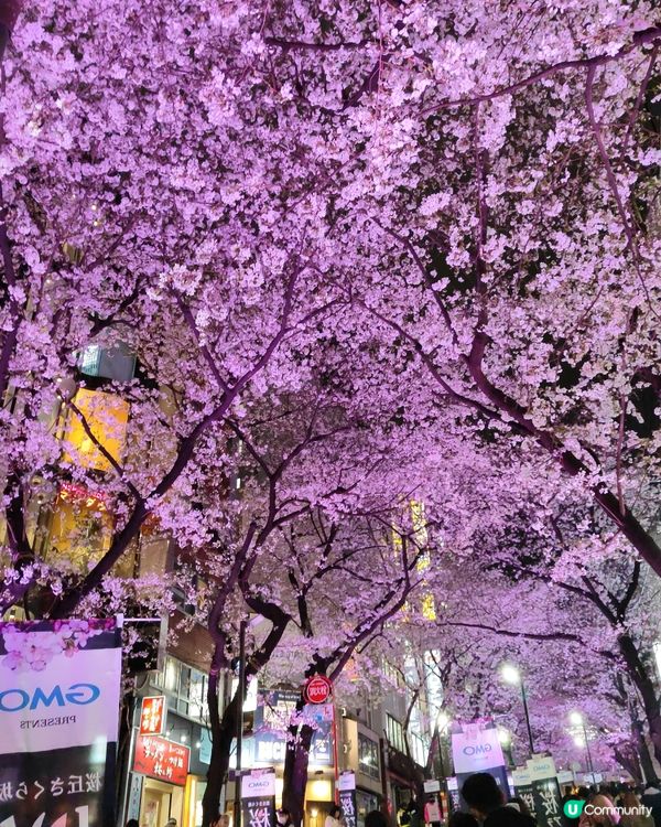 🌸我愛花花🌸之涉谷櫻丘💮櫻花坂道💮