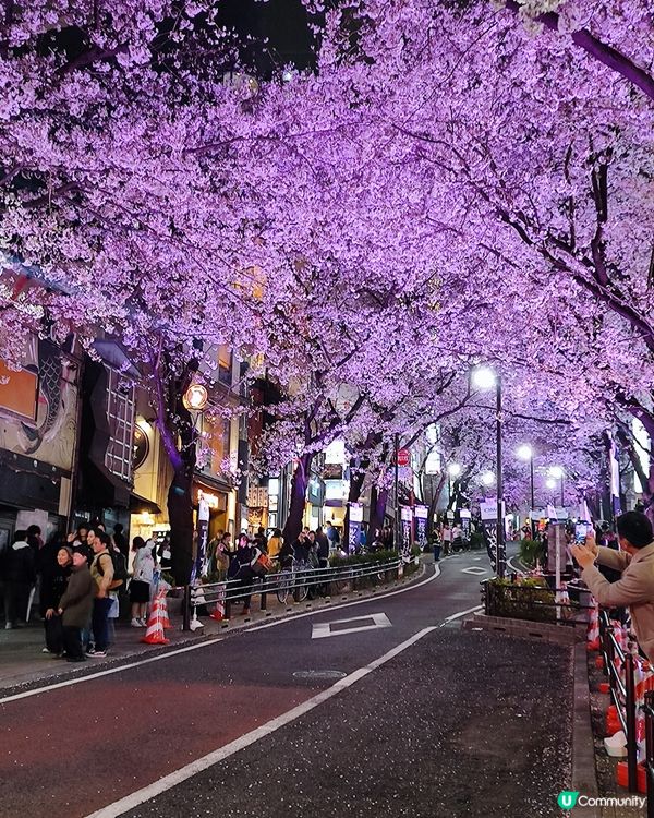 🌸我愛花花🌸之涉谷櫻丘💮櫻花坂道💮
