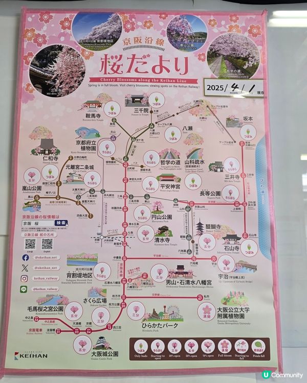 4月1日關西最新樱花開花情況🌸🌸