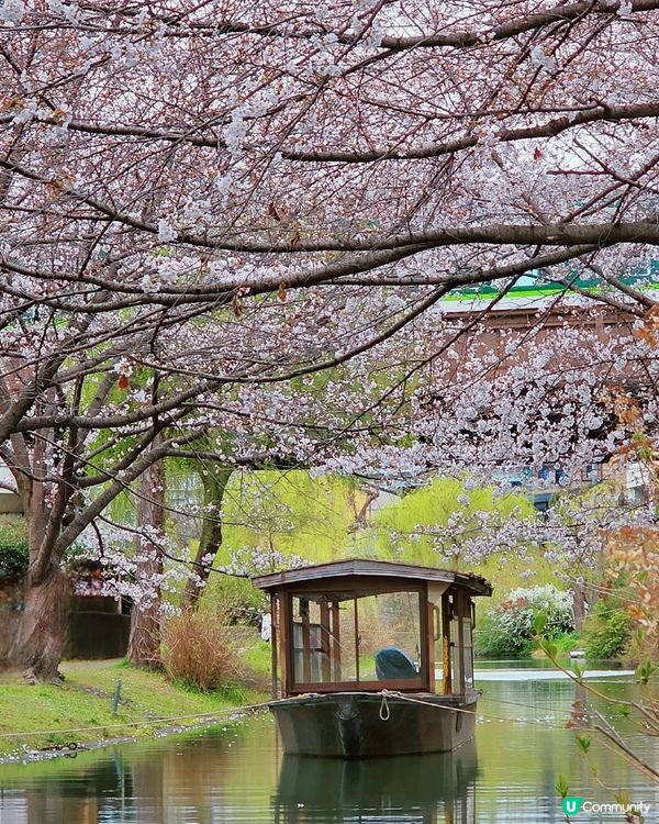 4月1日關西最新樱花開花情況🌸🌸