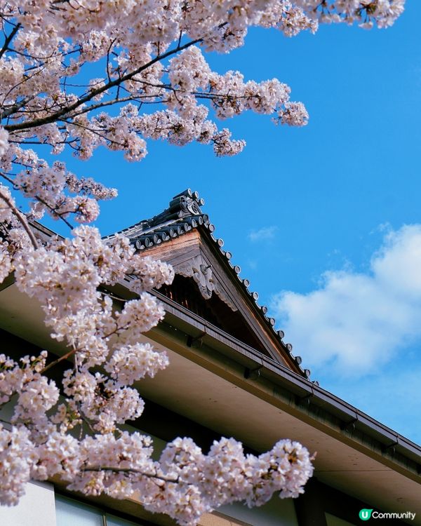 4月1日關西最新樱花開花情況🌸🌸