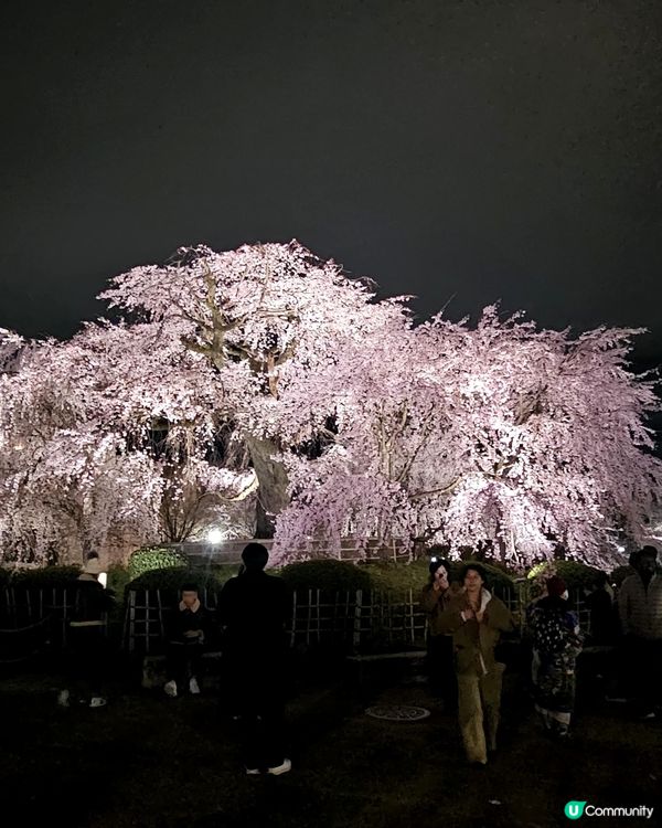🌸京都圓山公園夜櫻 2025🌸超美枝垂樱