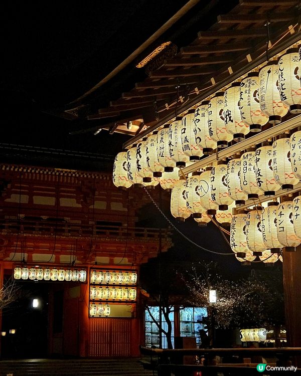 🌸京都圓山公園夜櫻 2025🌸超美枝垂樱