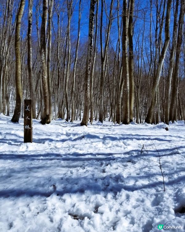 美人林  告別雪景👋