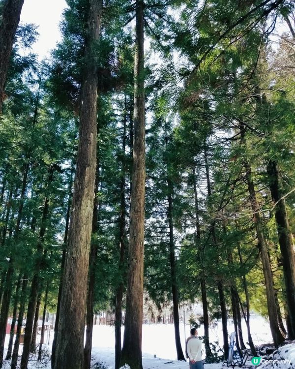 美人林  告別雪景👋