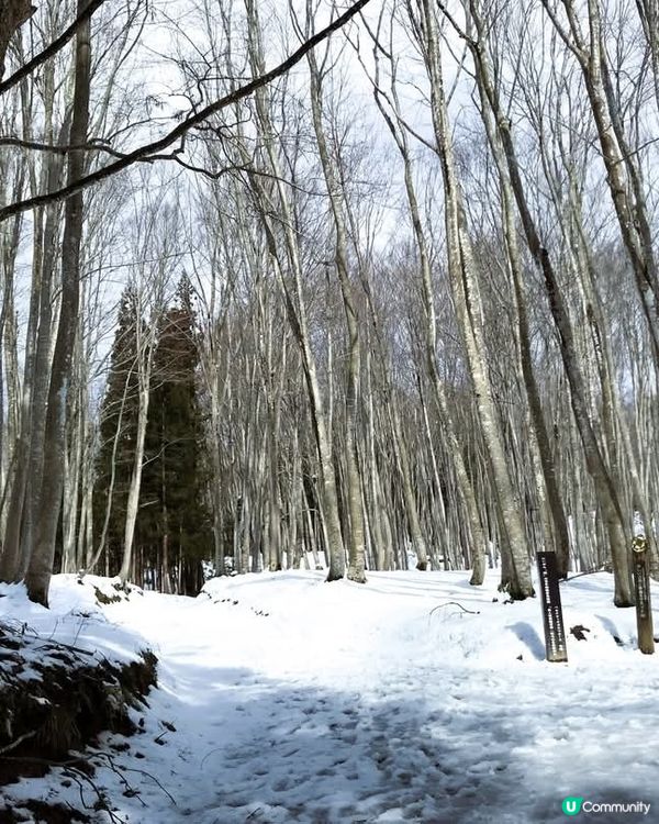 美人林  告別雪景👋