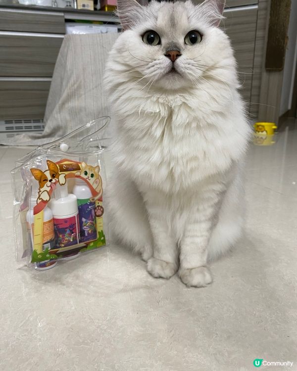 白貓貓清潔秘笈 🤫✨