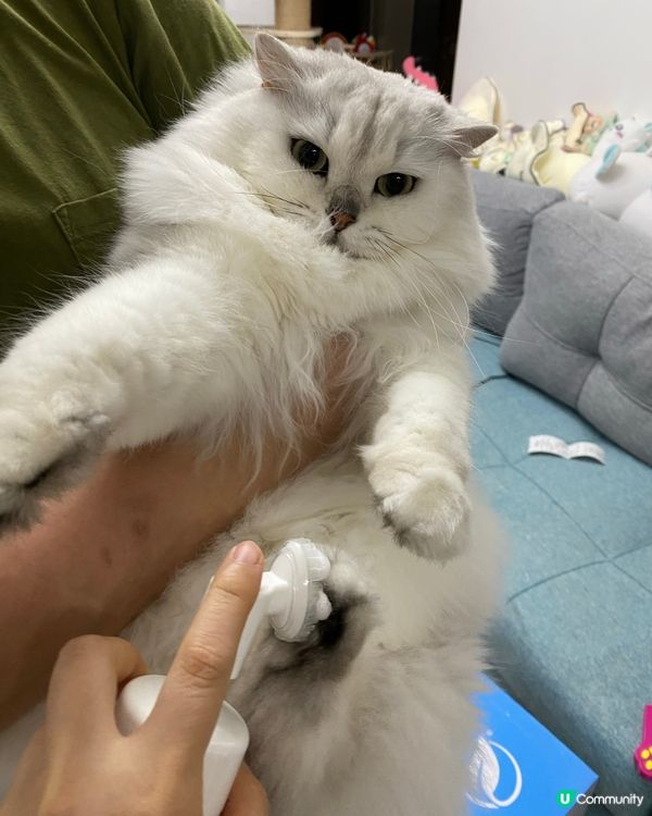 白貓貓清潔秘笈 🤫✨