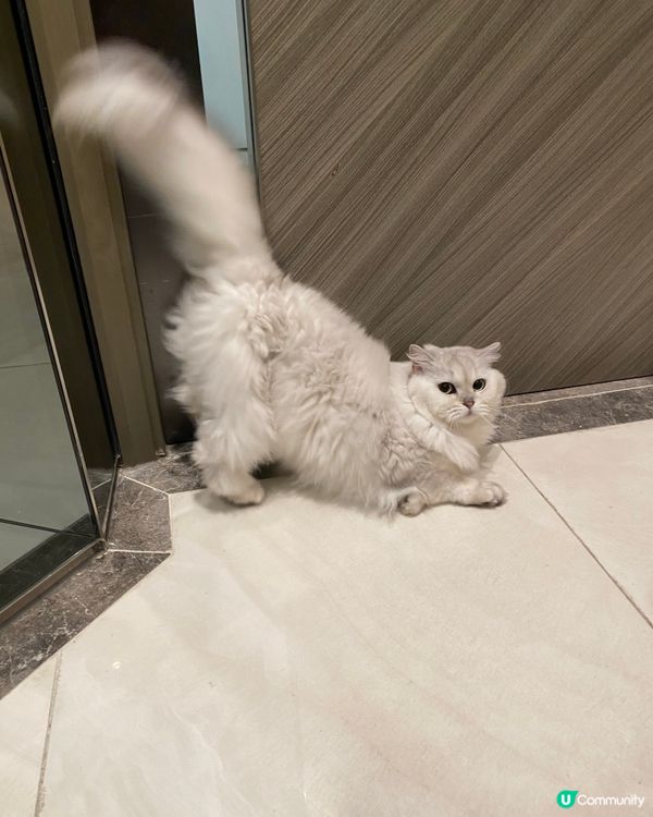 白貓貓清潔秘笈 🤫✨