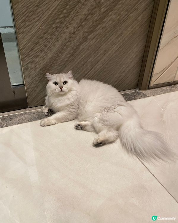 白貓貓清潔秘笈 🤫✨