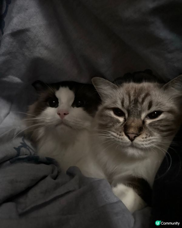 捉晒2隻貓同我一齊呢喺被窩