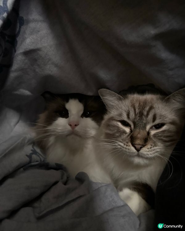 捉晒2隻貓同我一齊呢喺被窩