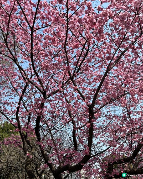 中野區 - 追櫻失敗🤣🤣🤣