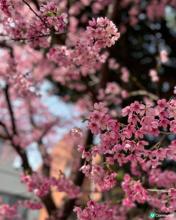 中野區 - 追櫻失敗🤣🤣🤣