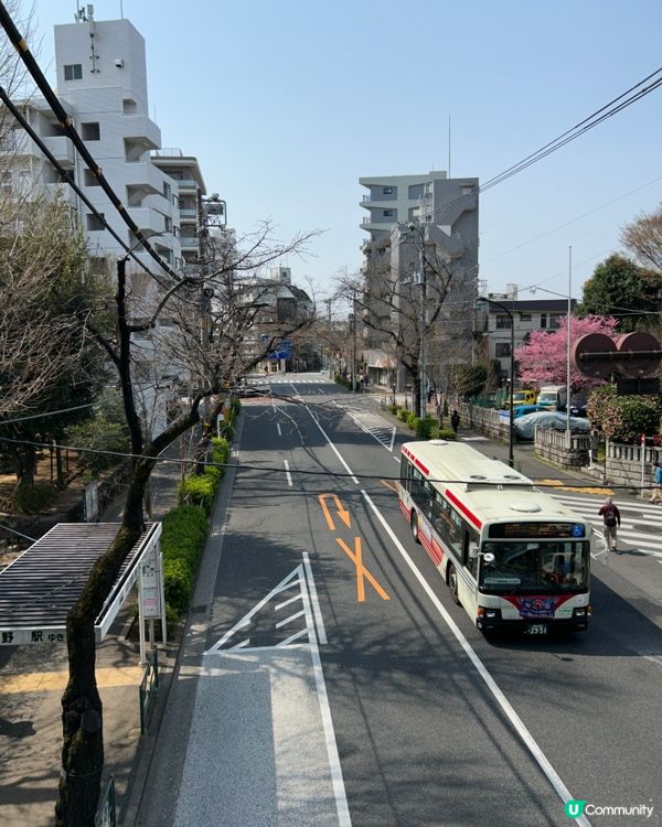 中野區 - 追櫻失敗🤣🤣🤣