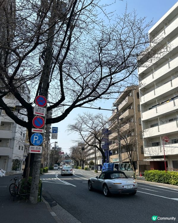 中野區 - 追櫻失敗🤣🤣🤣