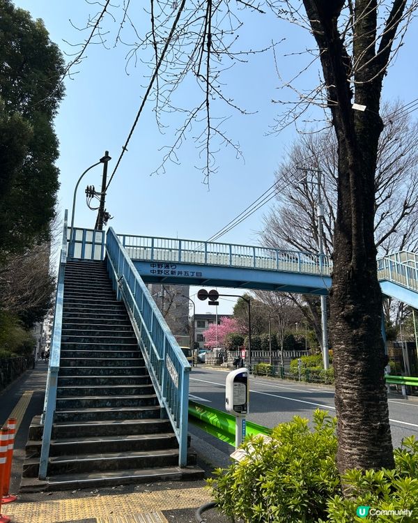 中野區 - 追櫻失敗🤣🤣🤣